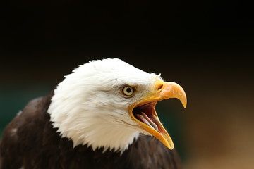 Portrait of a Bald Eagle calling