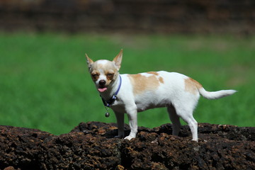 Naklejka na ściany i meble Dogs, puppies, Chihuahua, Chihuahua cute.