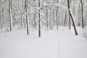 Winter forest