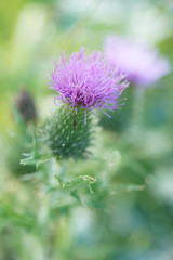 Капли росы на траве