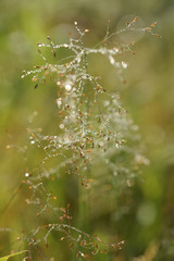 Капли росы на траве