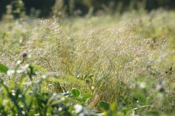 Капли росы на траве