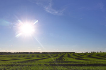 green field farm sun.