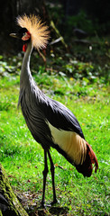 Fototapeta premium The East African Crowned Crane is a bird in the crane family. It can be found in Africa, south of the Sahara.