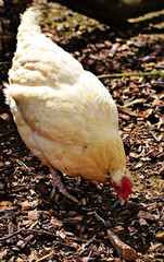 A white-golded hen rummaging for food in the countryside.