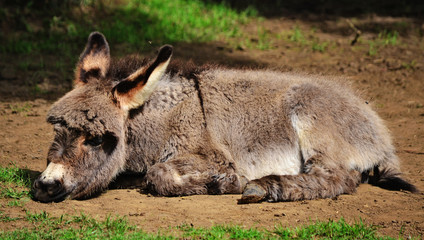 Naklejka na ściany i meble Bored-looking mini grey donkey, starring into the fields.