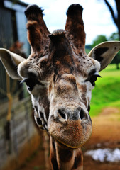 Close-up shot of a curious giraffe starring at the camera.