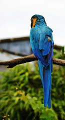 Blue and yellow Macaw Parrot, with the back to the camera, starring left.