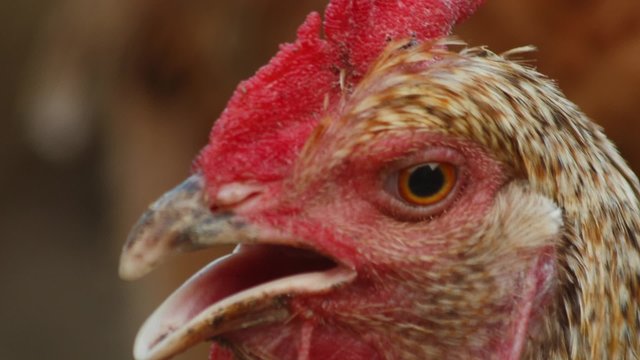 An ultra close-up of an organic chicken gaping under the intense heat in a small farm.
