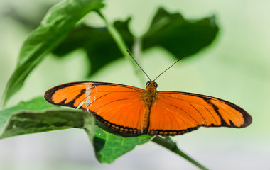 Fototapeta na wymiar farfalla arancione