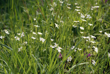 Cerastium tomentosum
