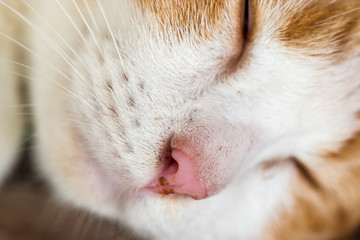 three color thai cat