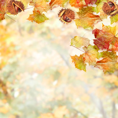 border frame of colorful autumn leaves and chestnut on white bac