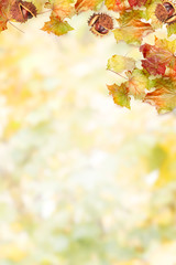 Naklejka na ściany i meble border frame of colorful autumn leaves and chestnut on white bac
