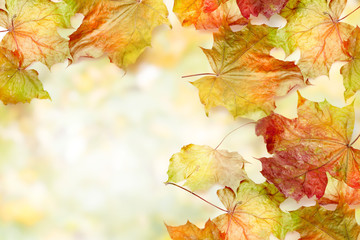 border frame of colorful autumn leaves on white background