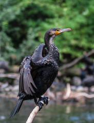 Cormorano