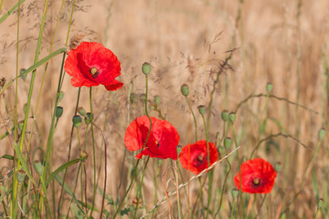 Mohn, Himmel und Gerste - farbliche Harmonie - Klatschmohn am Rande eines Gerstenfeldes