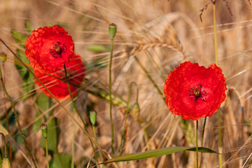 Naklejka premium Mohn, Himmel und Gerste - farbliche Harmonie - Klatschmohn am Rande eines Gerstenfeldes