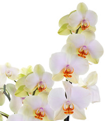 Orchid flowers on white background
