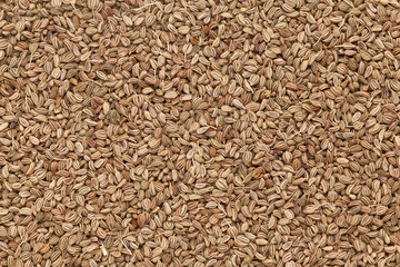 Organic Ajwain (Trachyspermum ammi) closeup background texture.