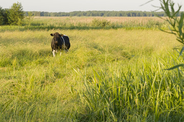 grazing cow