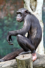 Chimpanzee..