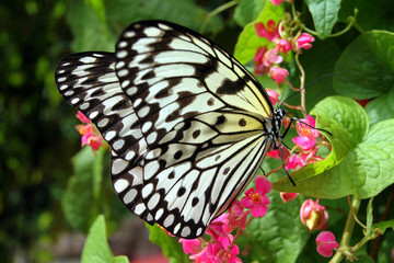 Butterfly..