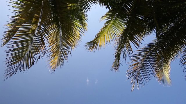 Top of coconut palm tree on blue sky background
