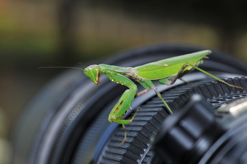カメラに留ったカマキリ