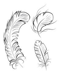 Obraz premium three contour feathers