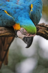 Blue and yellow Macaw Parrot,sitting on a branch and starring at the camera.