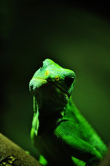 Close-up shot of a green lizzard, starring at the camera.