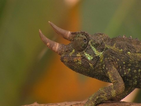 A horned chameleon rotating its eyes.
