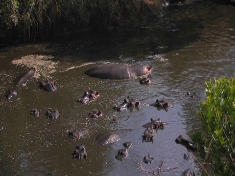 Hippos lay in the water.