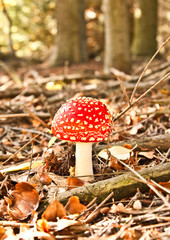 Amanita in the wood, Czech Republic 2