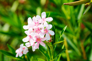 Obraz na płótnie Canvas Pink Nerium Oleander Flowers.