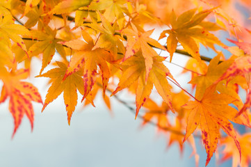 Indian Summer, dekoratives Herbstmotiv,  leuchtend gelbe Blätter eines herbstlich gefärbten...