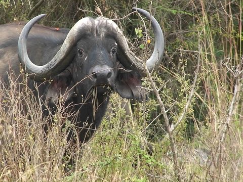 A buffalo in the grass.