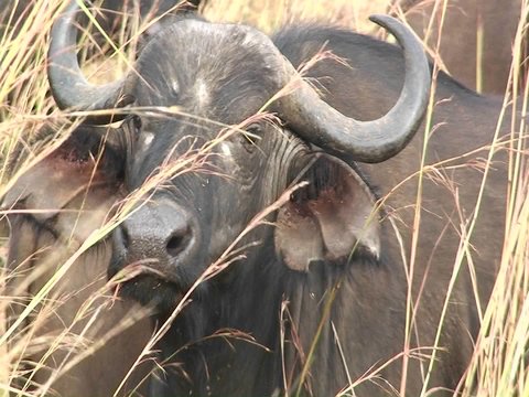One buffalo sits in grass amongst a large herd.