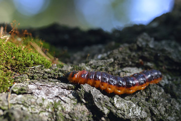 Raupe des Weidenbohrers