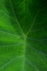 Texture background of backlight fresh green Leaf.