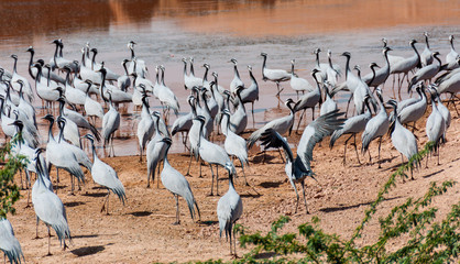 Demoisille cranes at water hole in India.