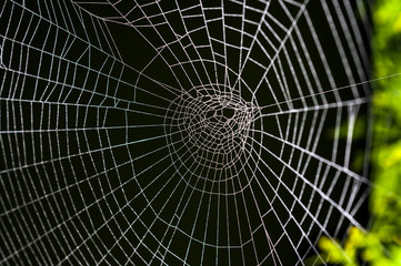 im Garten - Spinnennetz
