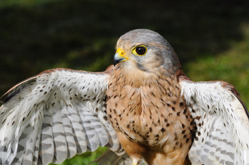 Young Kestrel close-up