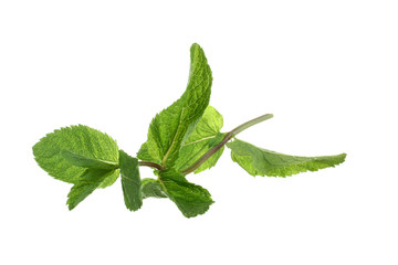 Obraz premium mint isolated on white background.