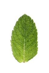 mint isolated on white background.