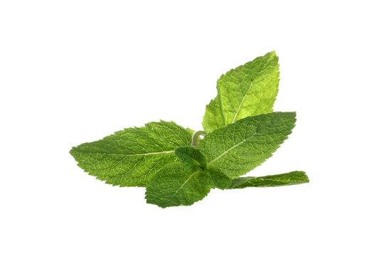 mint isolated on white background.
