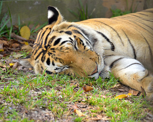 Tiger..
