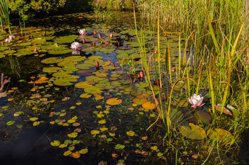 Lily pond
