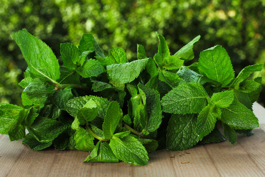 mint on the table on a background of trees